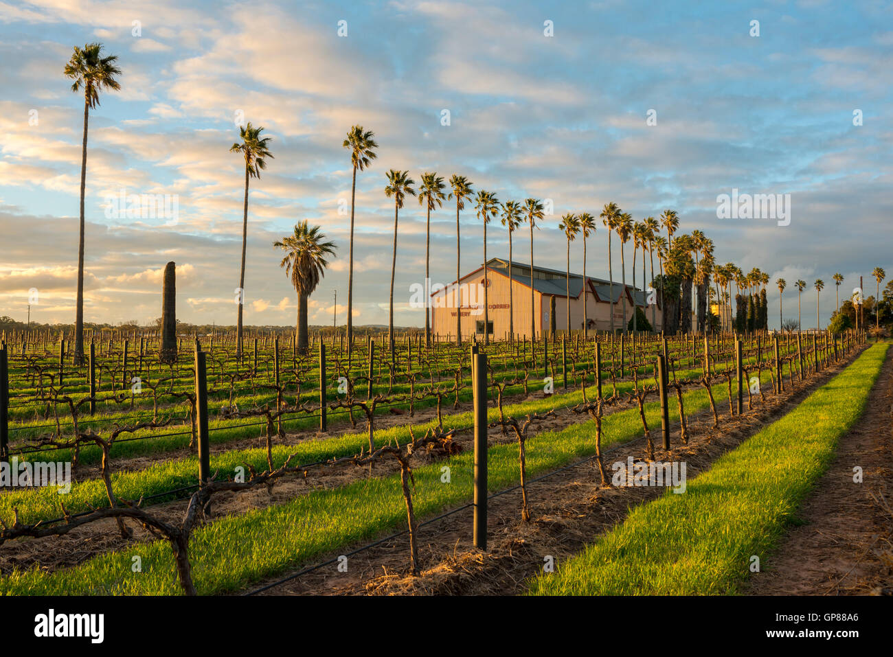 Tanunda Winery and Vineyard at Sunset in Barossa Valley, South Australia